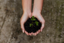 a woman holding a sprouting plant and dirt in cupped hands 