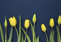 border of yellow tulips 