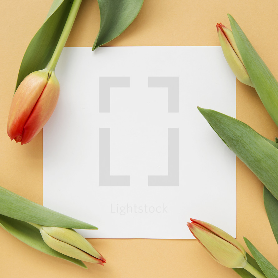 tulips and blank paper frame.