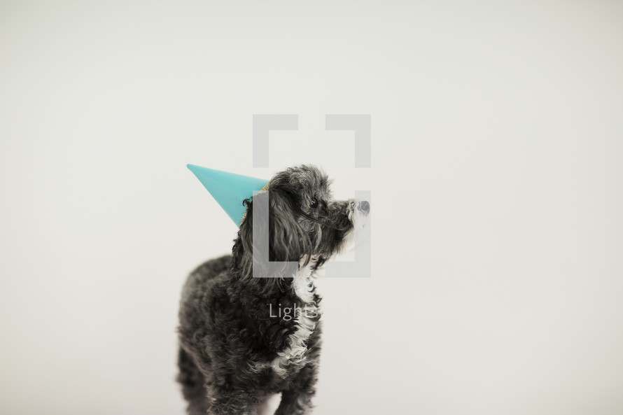 a dog in a party hat 
