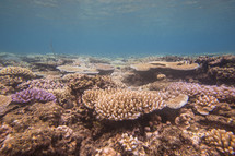 Coral reef in ocean.