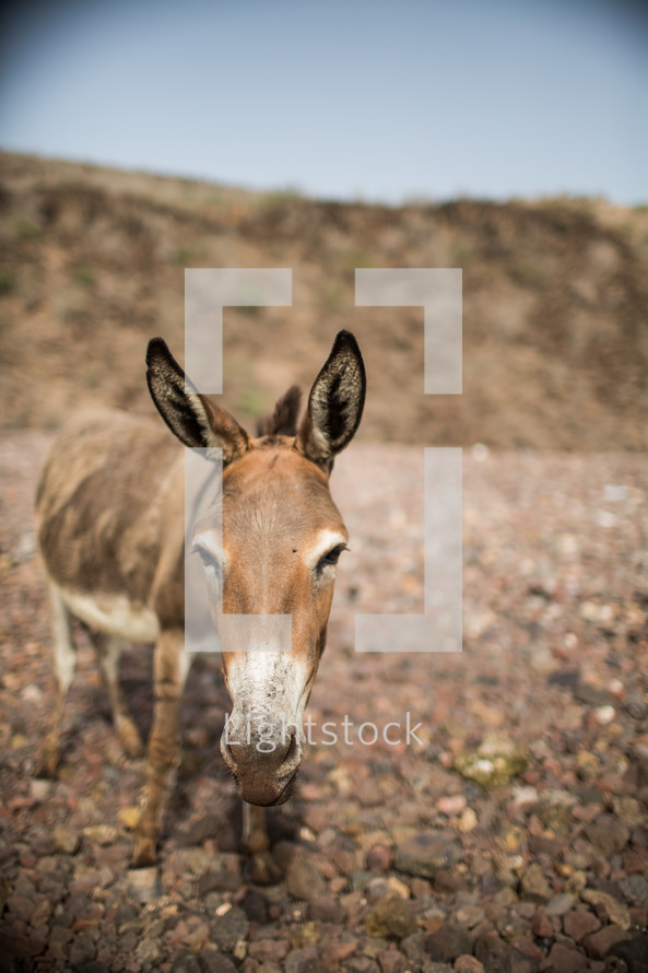 a donkey on gravel 