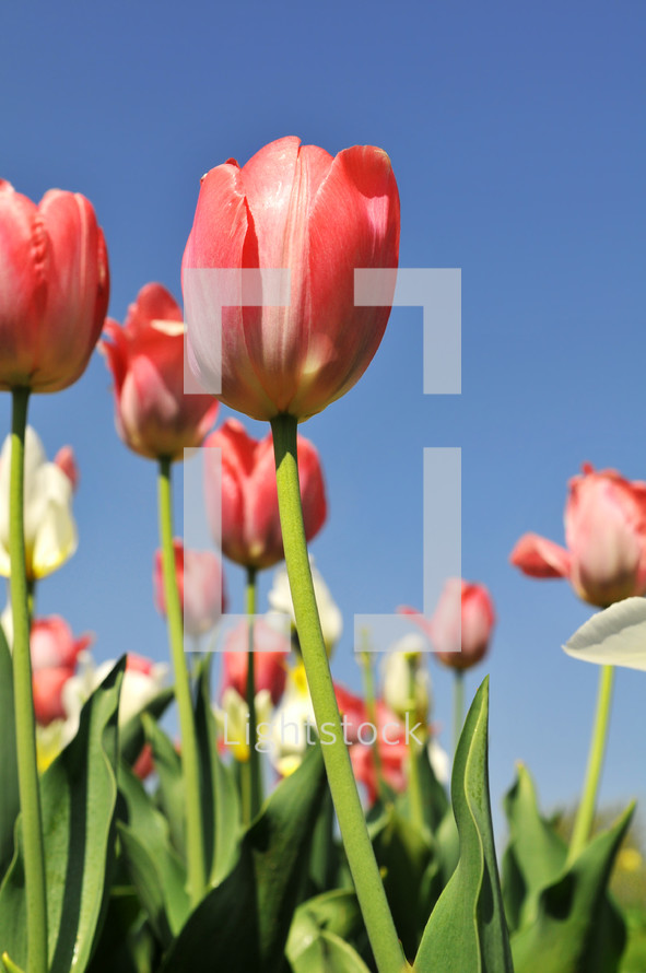 tulips against a blue sky