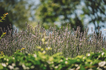 Blooming lavenders