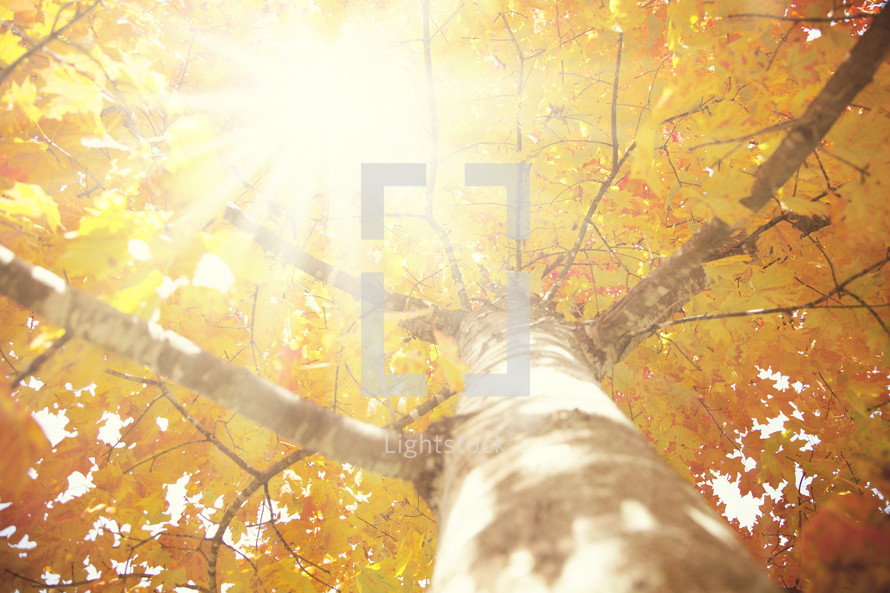 sunlight through the branches and fall leaves of a tree 