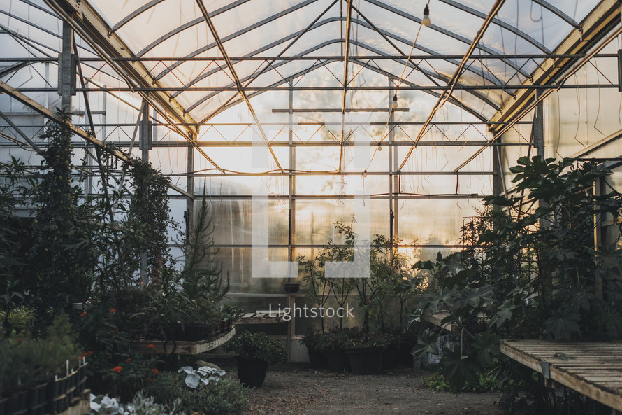 inside a greenhouse 