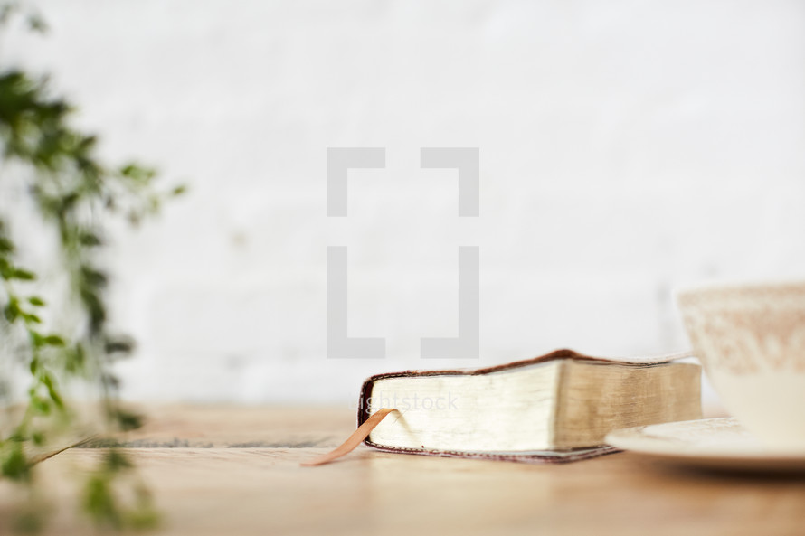 house plant and Bible on a table 