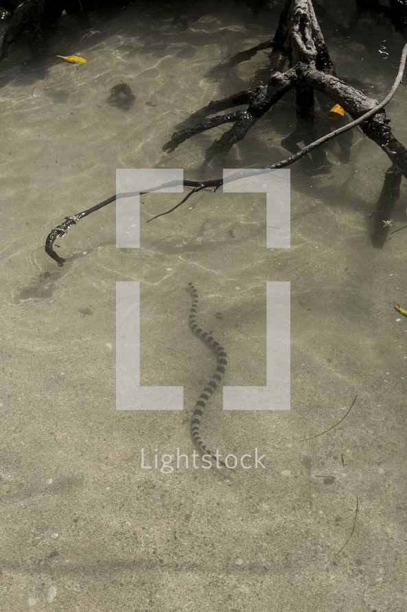 sea snake in the water
