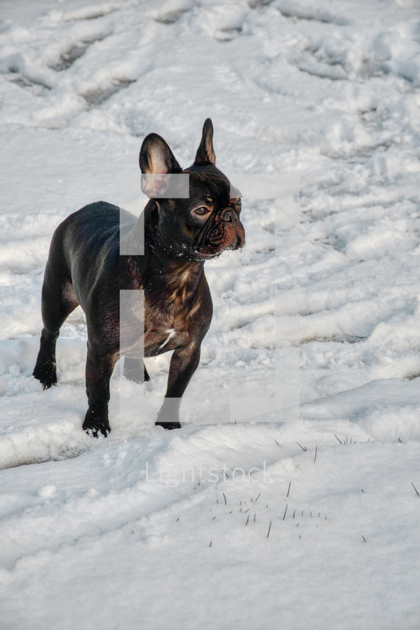 French Bulldog in snow 