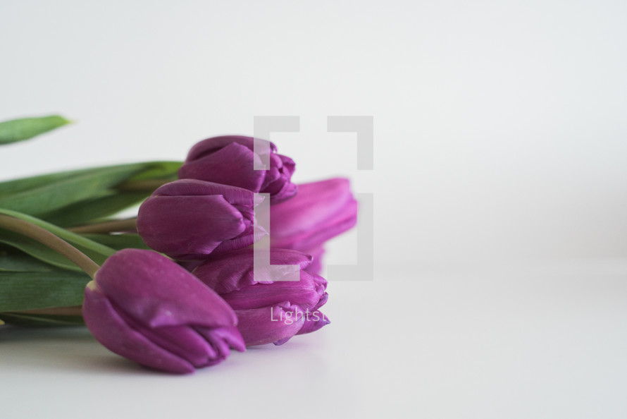 Purple tulips laying on a white surface.