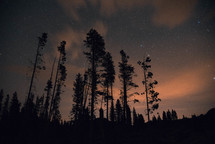 stars in the night sky above a forest 