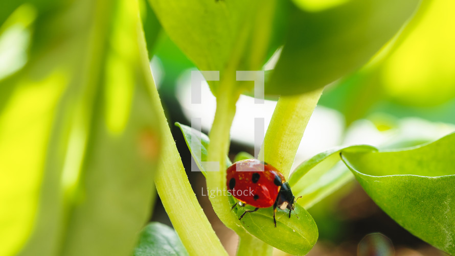 Little red ladybug on the leaf of the meadow