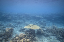 Nature & coral underwater in ocean of Fiji