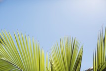 palm fronds and blue sky 