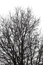 a bare winter tree 
