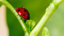 Little red ladybug on the leaf of the meadow