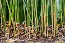 Ground level view of young bamboo stalks growing amongst leaves
