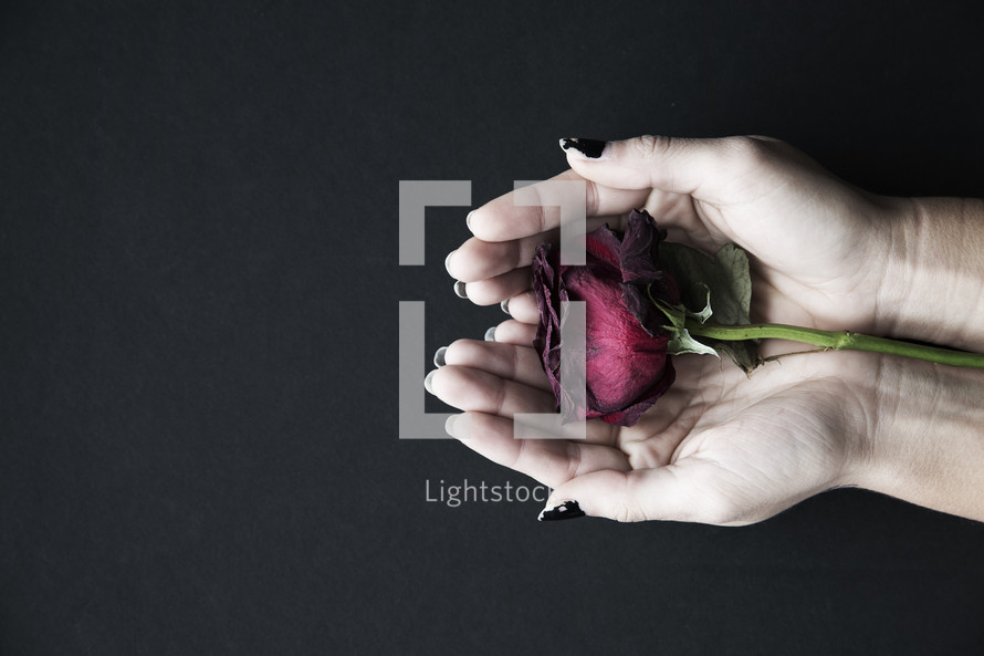 A woman's hands holding a single red rose.