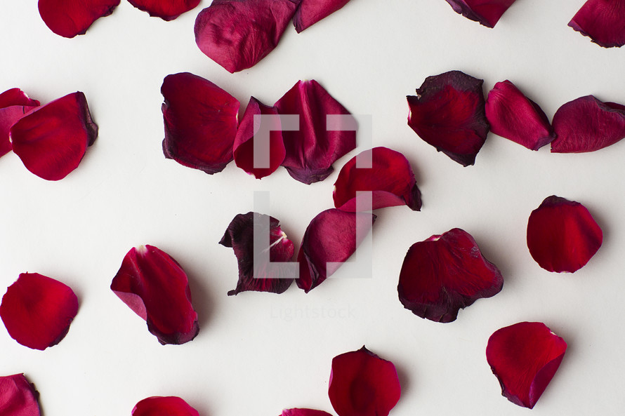 Red rose petals scattered on a white background.