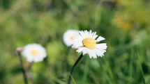 Small daisy flower in nature