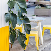 a tropical plaint and yellow stools on a patio 