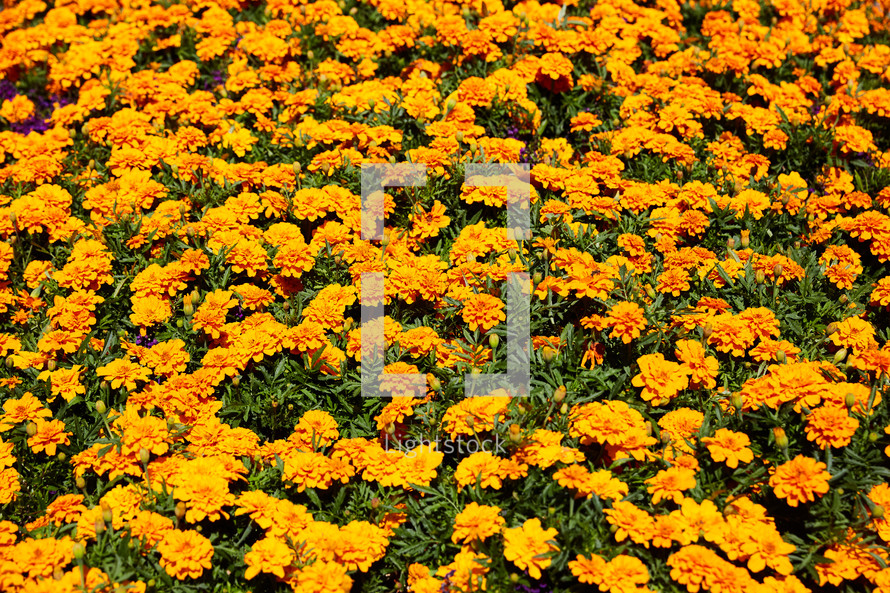 marigolds in a garden 