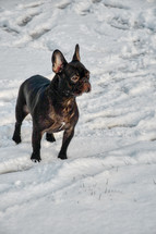 French Bulldog in snow 
