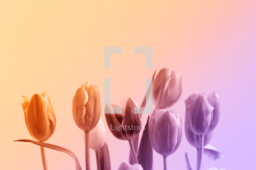 pink tulips against a peach background 