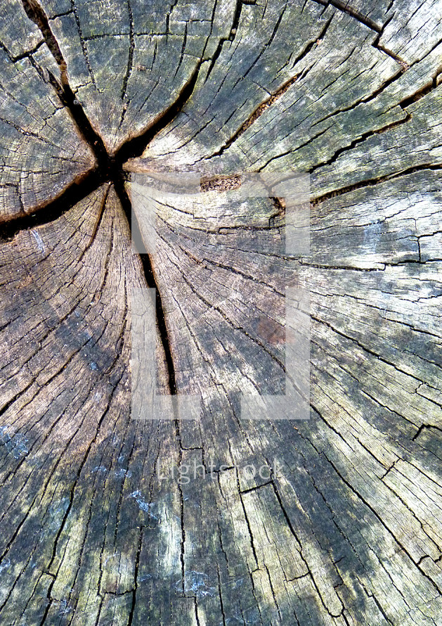 cross in a tree stump 