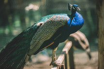 Peacock portrait in a zoo