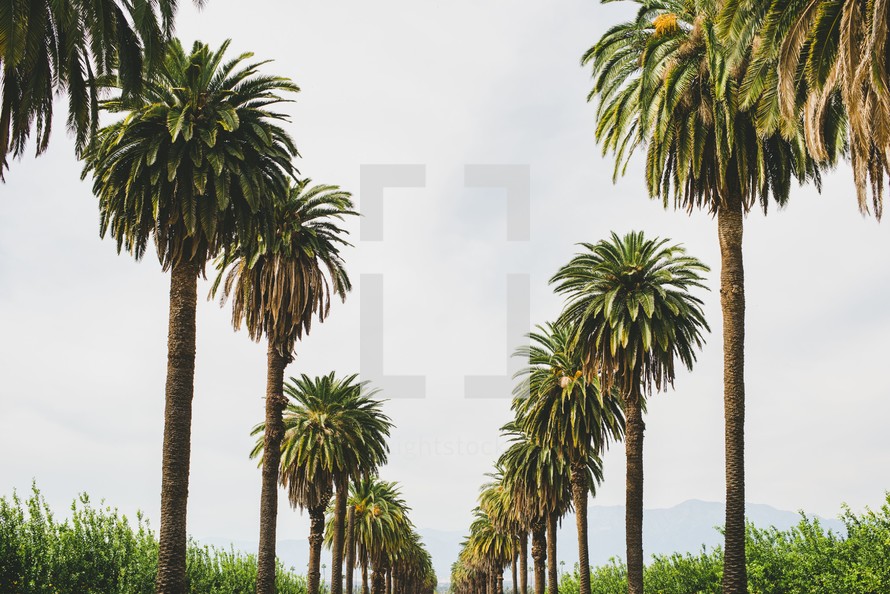 lane of palm trees 