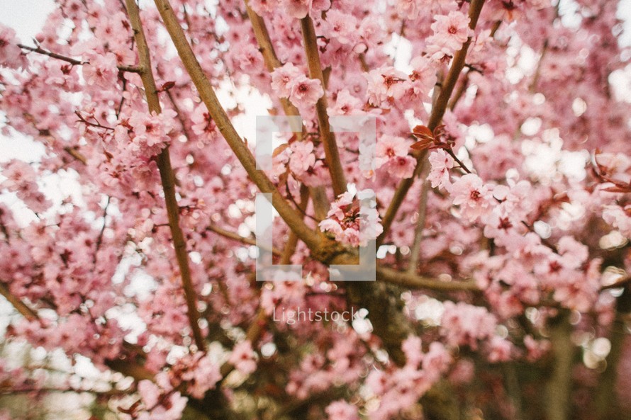 Tree covered in pink blossoms