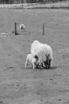 nursing lamb and mother sheep