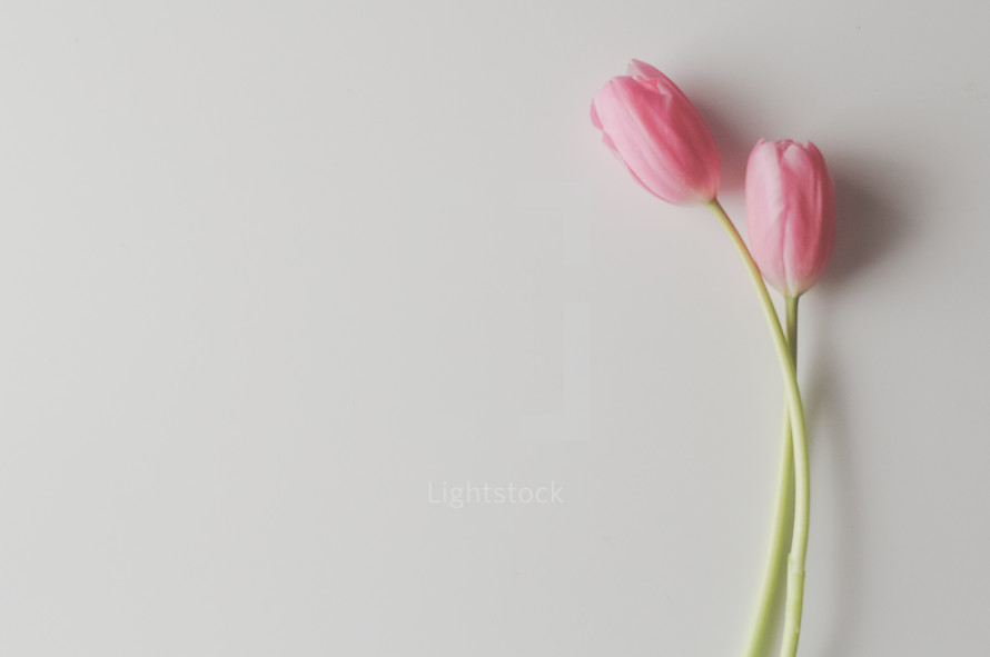 pink tulips on a white background 