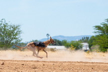 dog racing 