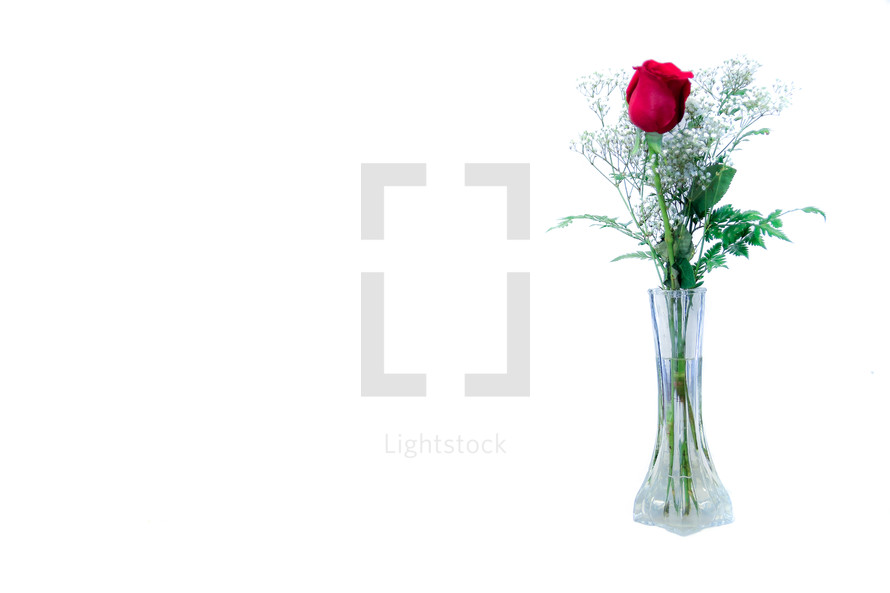red rose in a vase 