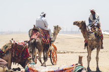 riding camels in the desert 