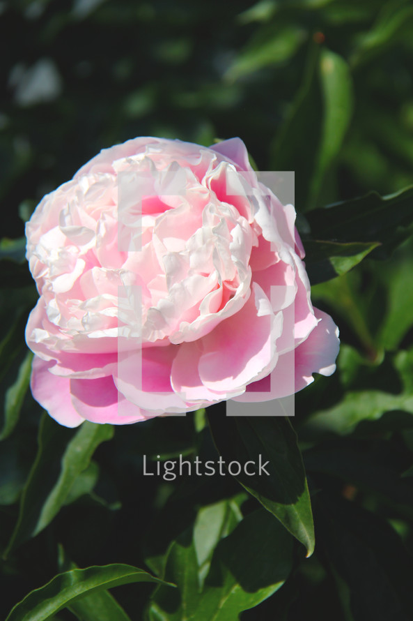 pink flower on a bush 