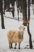 a goat standing in the snow