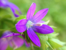 purple flowers up close surrounded by rich green 