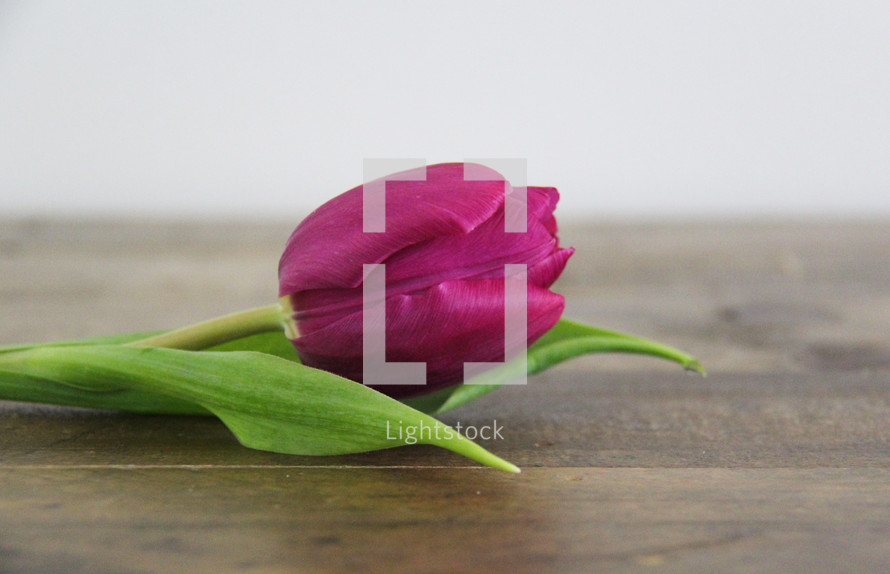 A single purple tulip laying on a wooden table.