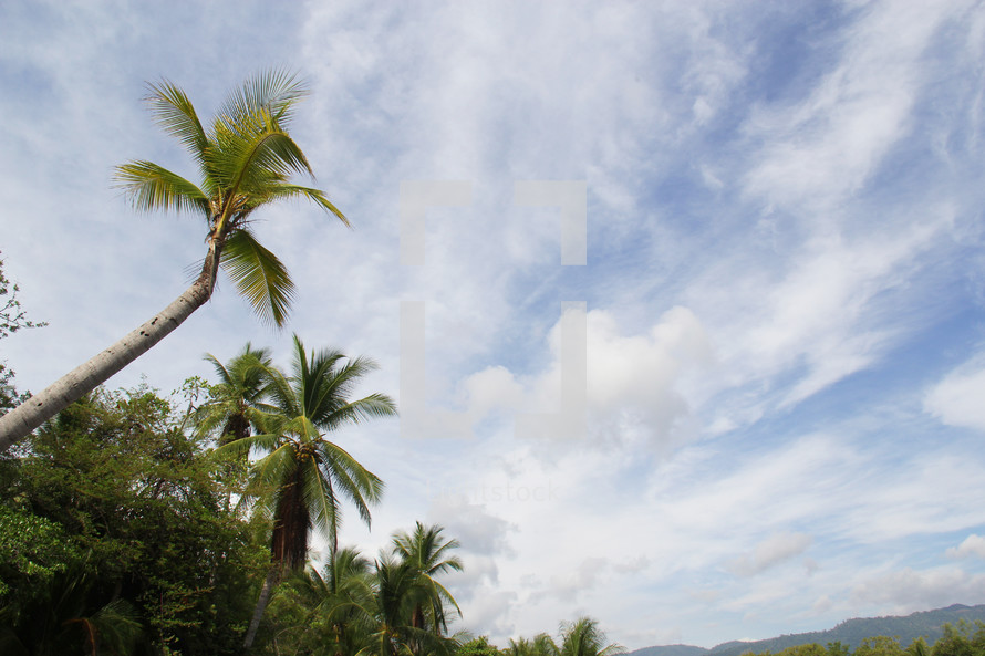 palm trees on a tropical island 