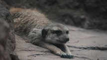 Relaxed meerkat lying stretched out on sand; African wildlife
