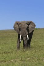 Lone elephant in a field of green grass.