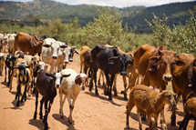 cattle on the road 