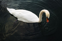 swan on lake Eola