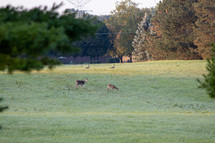 deer in a field in fall 