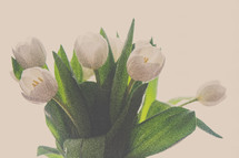 white tulips in a vase 