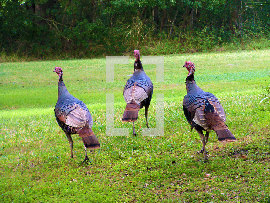 Three male turkeys in grass