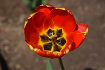 A red and yellow  tulip fully opened up to the sunshine.